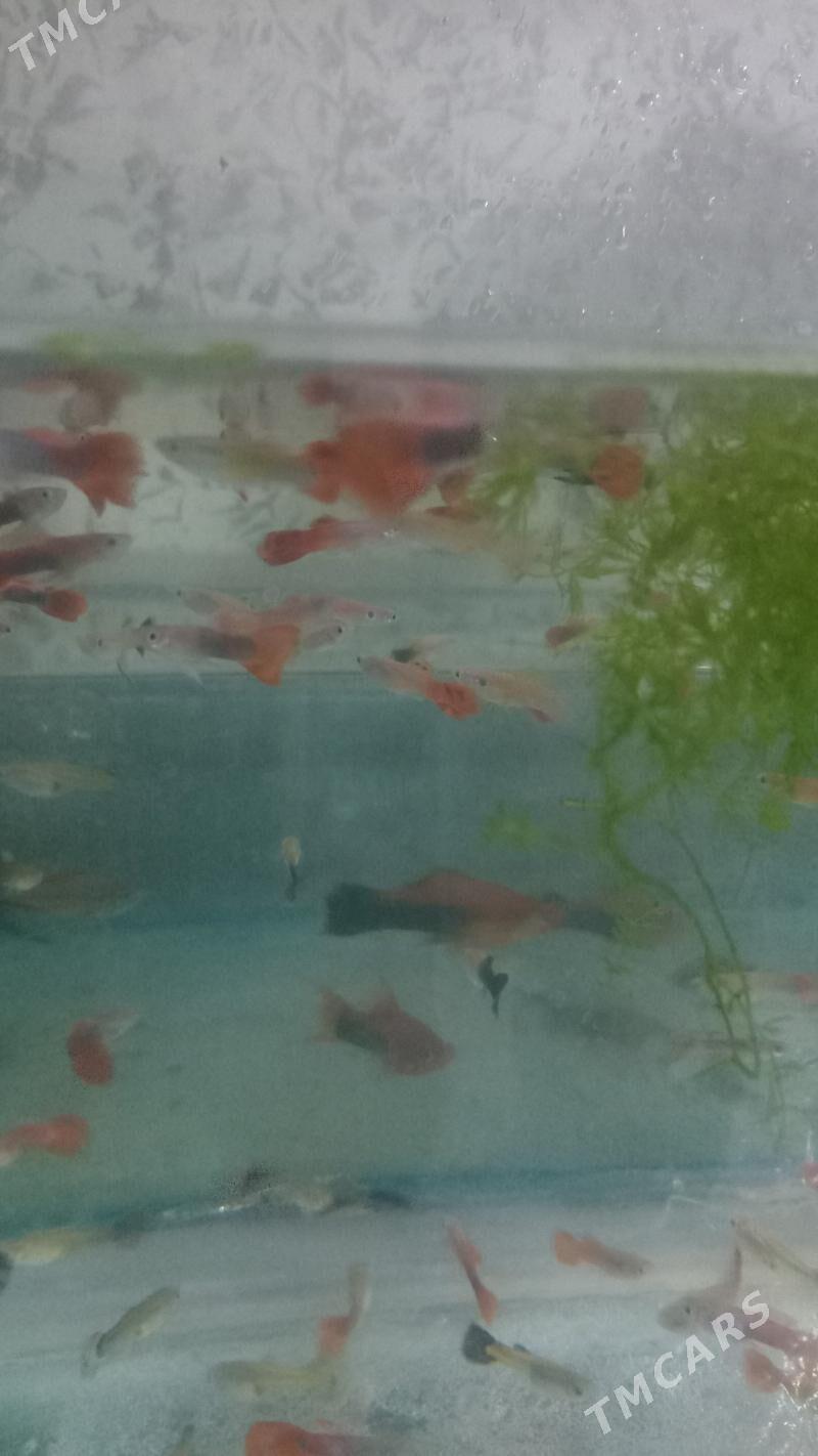 ГУППИ КОЯ - Daşoguz - img 3