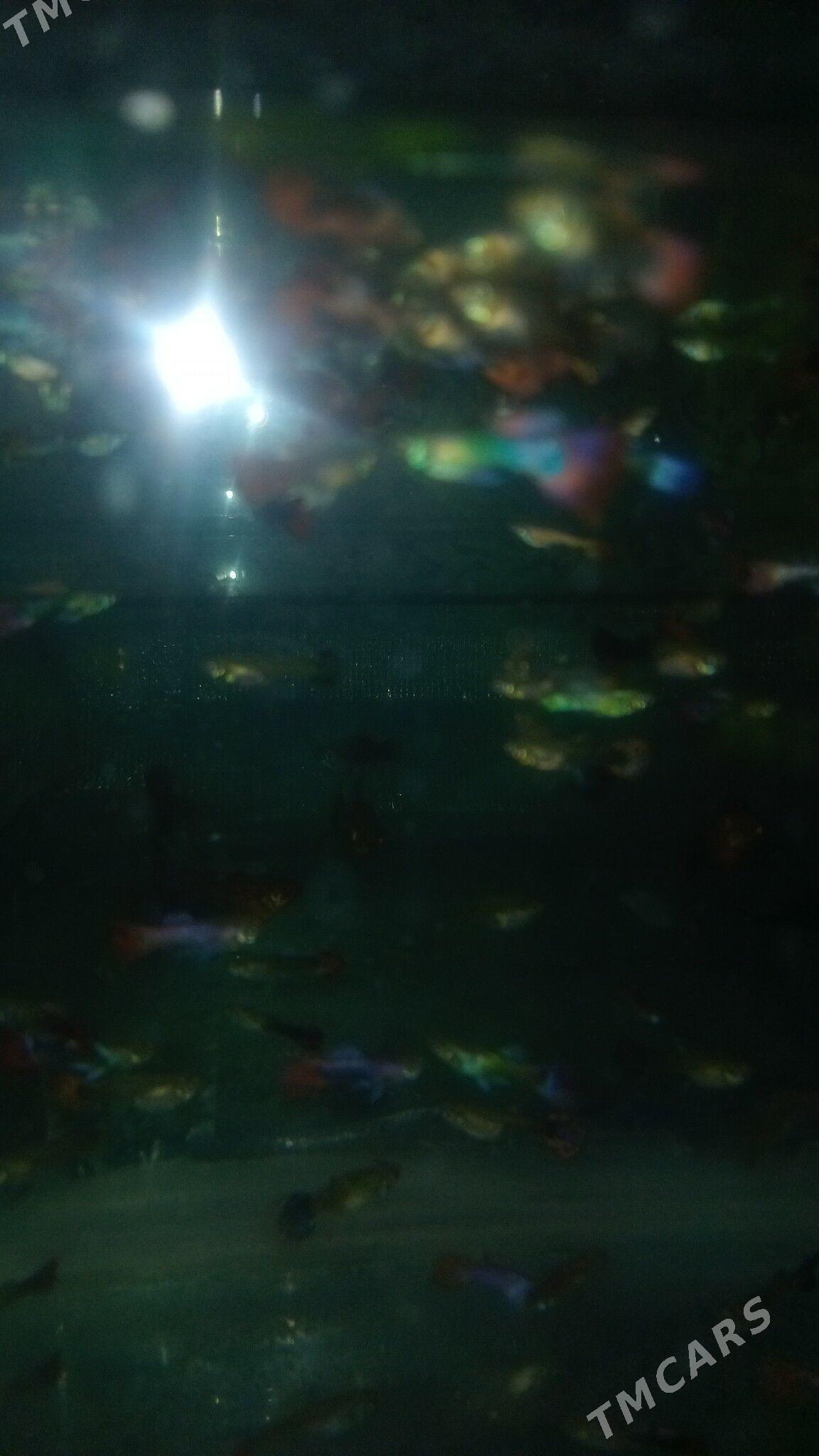 ГУППИ КОЯ - Daşoguz - img 4