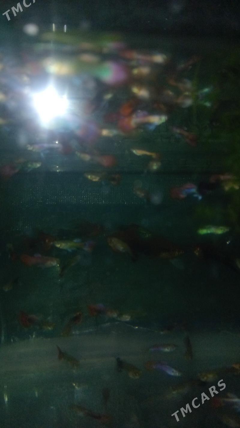 ГУППИ КОЯ - Daşoguz - img 6