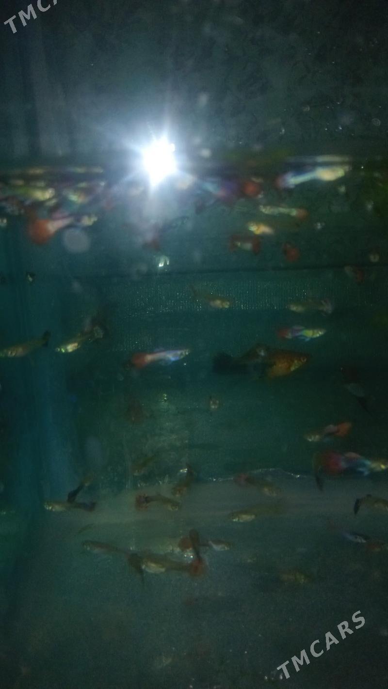 ГУППИ КОЯ - Daşoguz - img 7