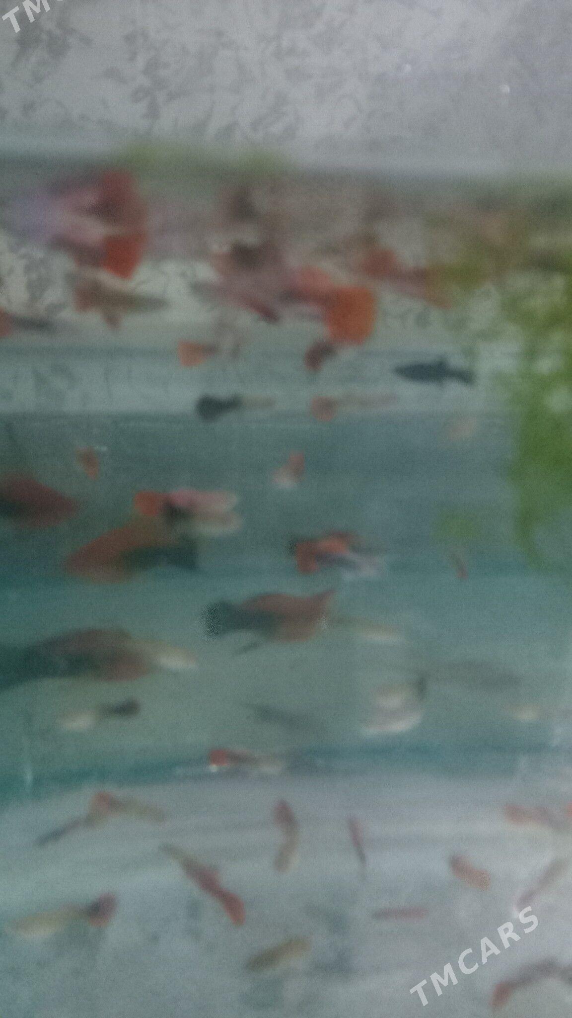 ГУППИ КОЯ - Daşoguz - img 5