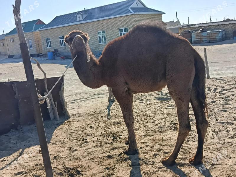 Ogşuk - Balkanabat - img 2