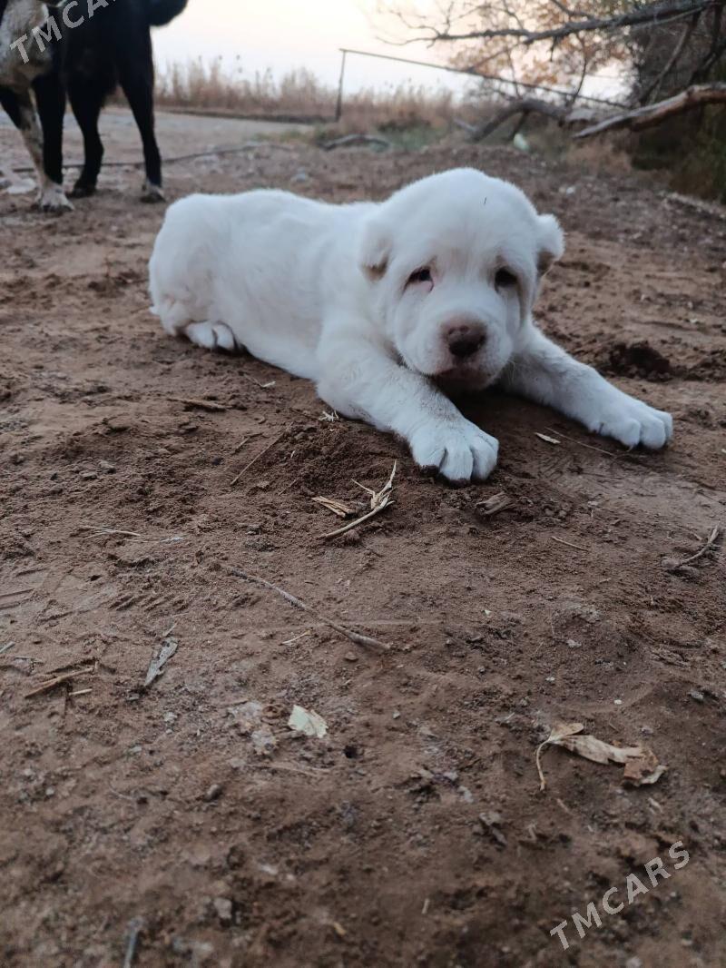 Alabaý - Tejen - img 5