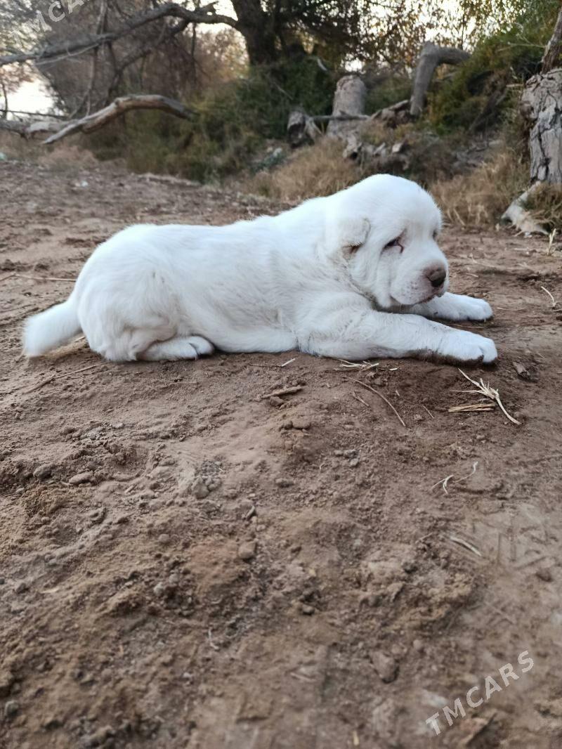 Alabaý - Tejen - img 4