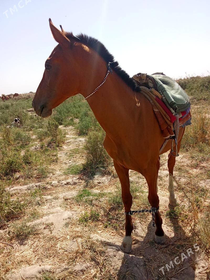 At - Байрамали - img 2