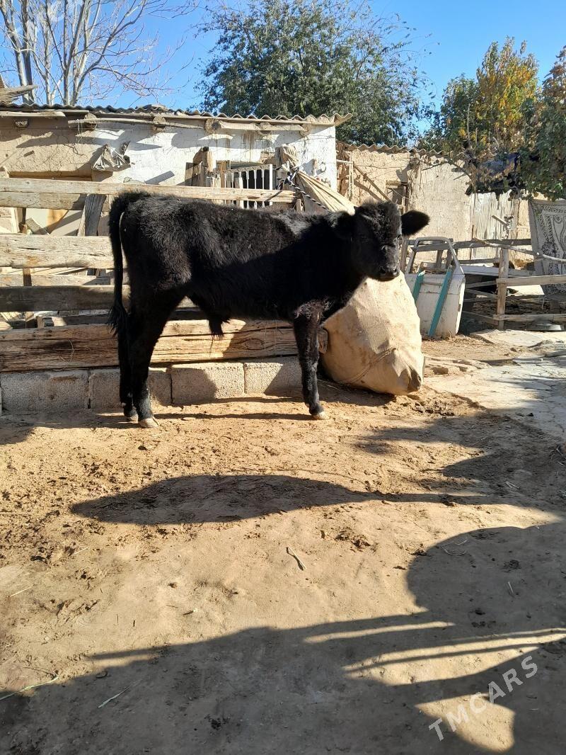 okuz - Köşi - img 3