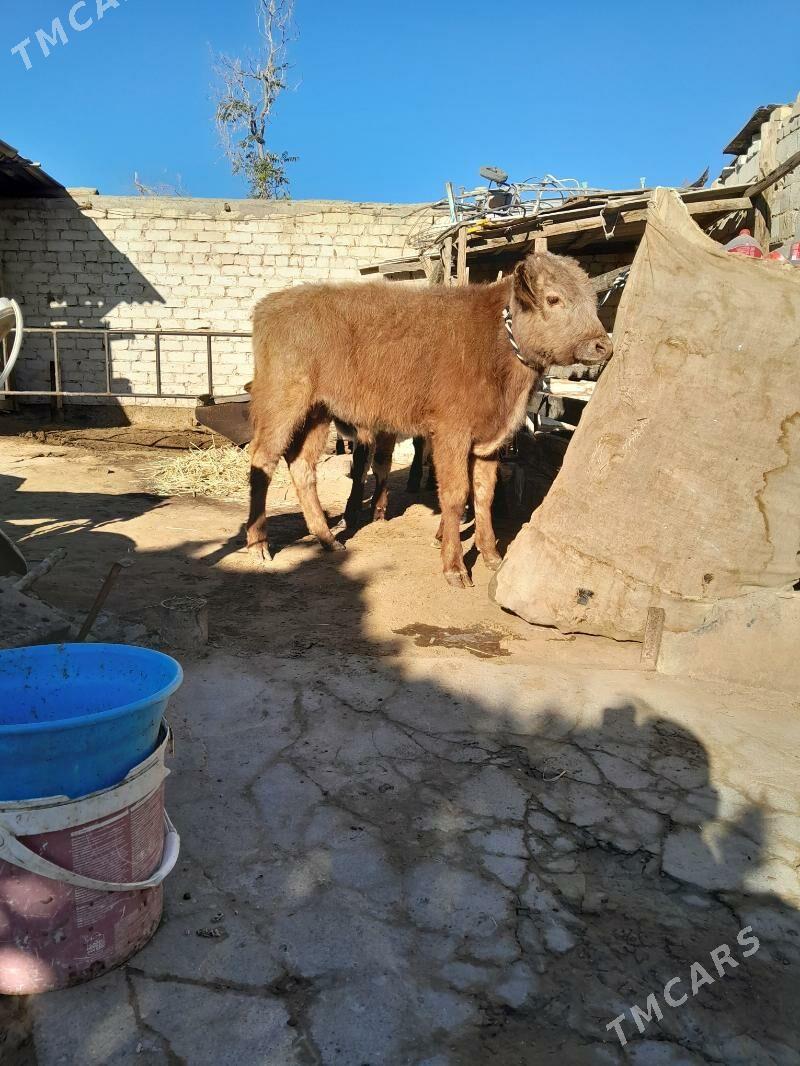 okuz - Köşi - img 4