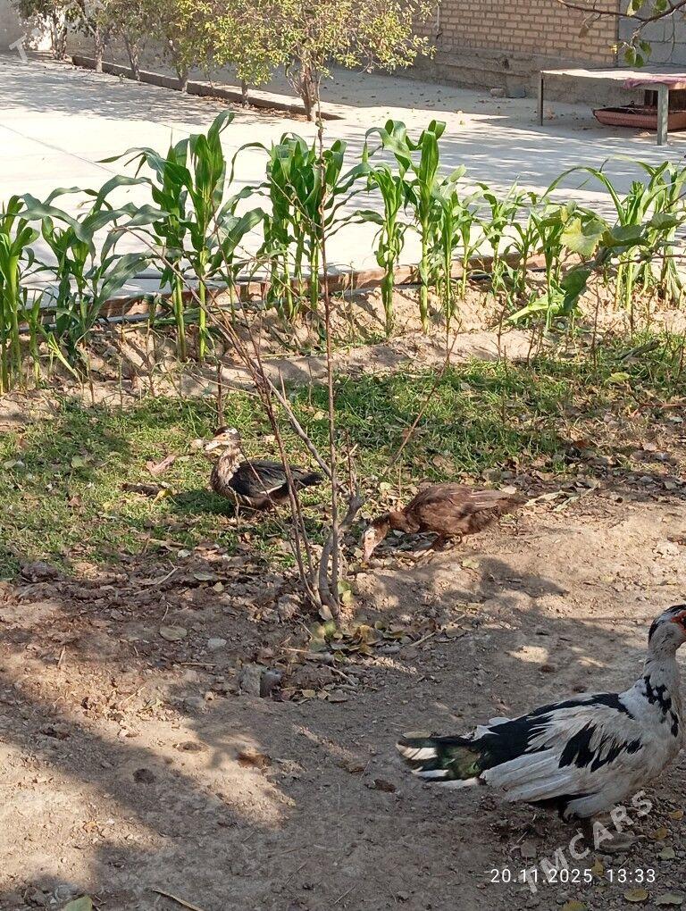 inadautga - Büzmeýin - img 2