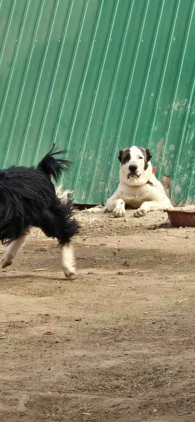 turkmen it - Бузмеин - img 2