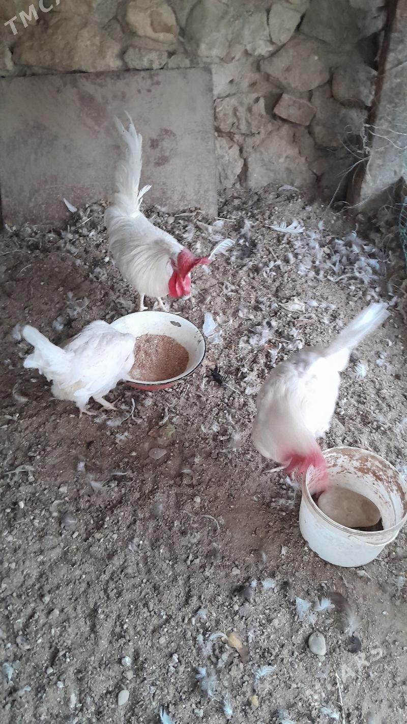 Ak towuk - Джебел - img 2