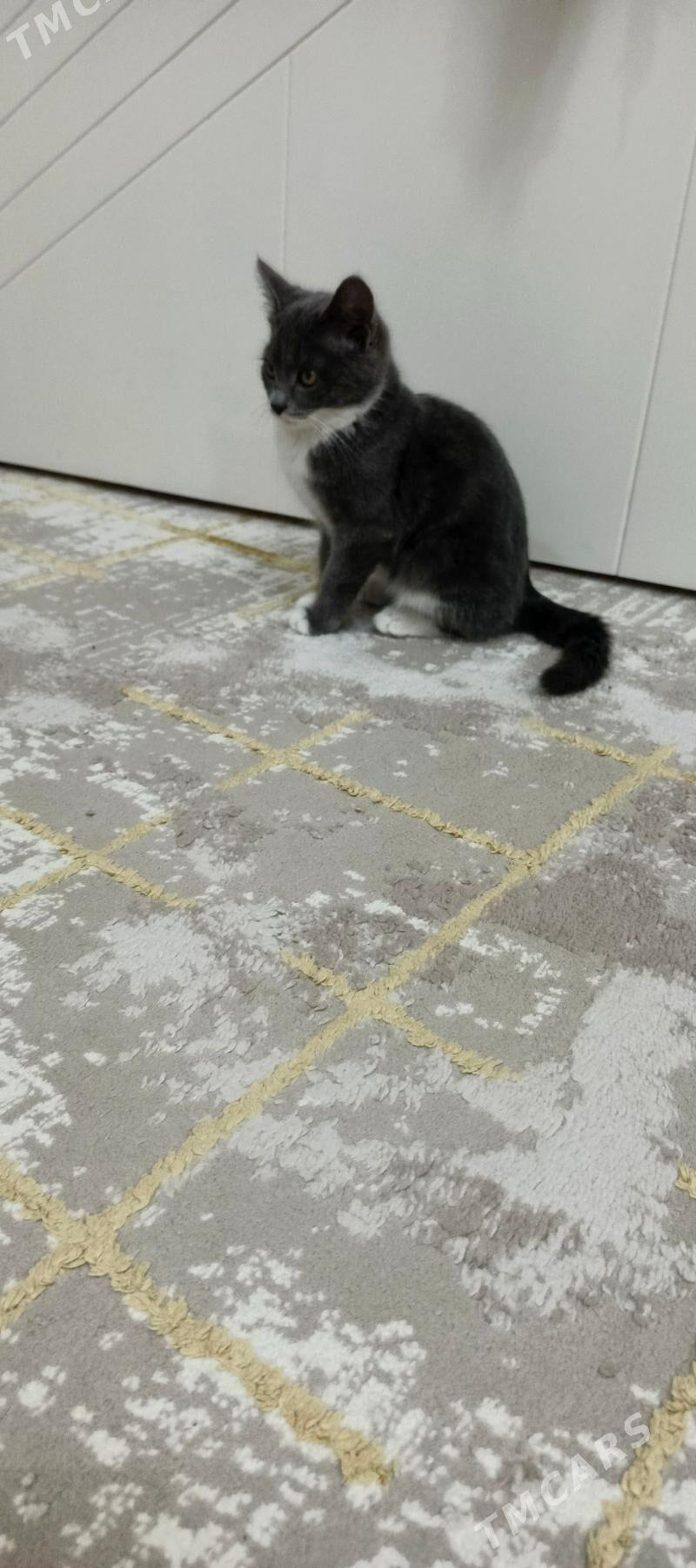 piśik - Аркадаг - img 4