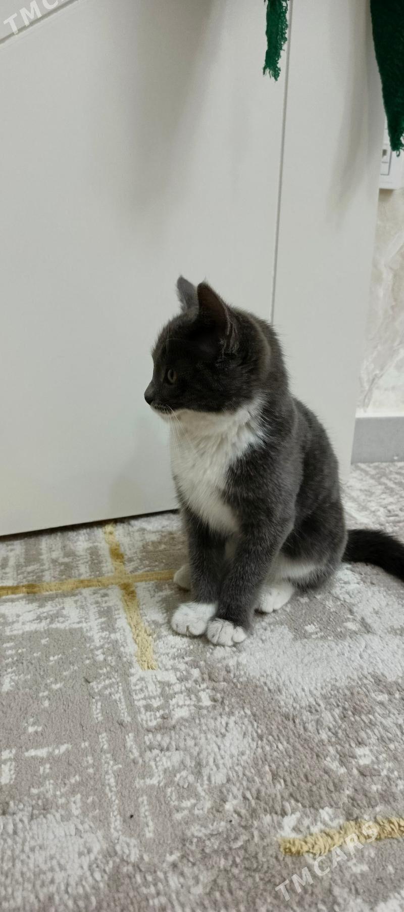 piśik - Аркадаг - img 2