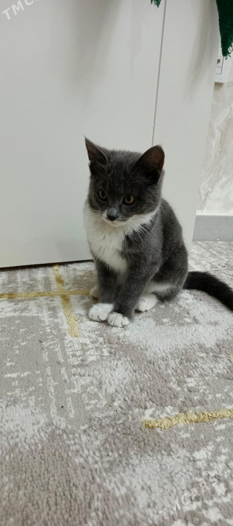 piśik - Аркадаг - img 1