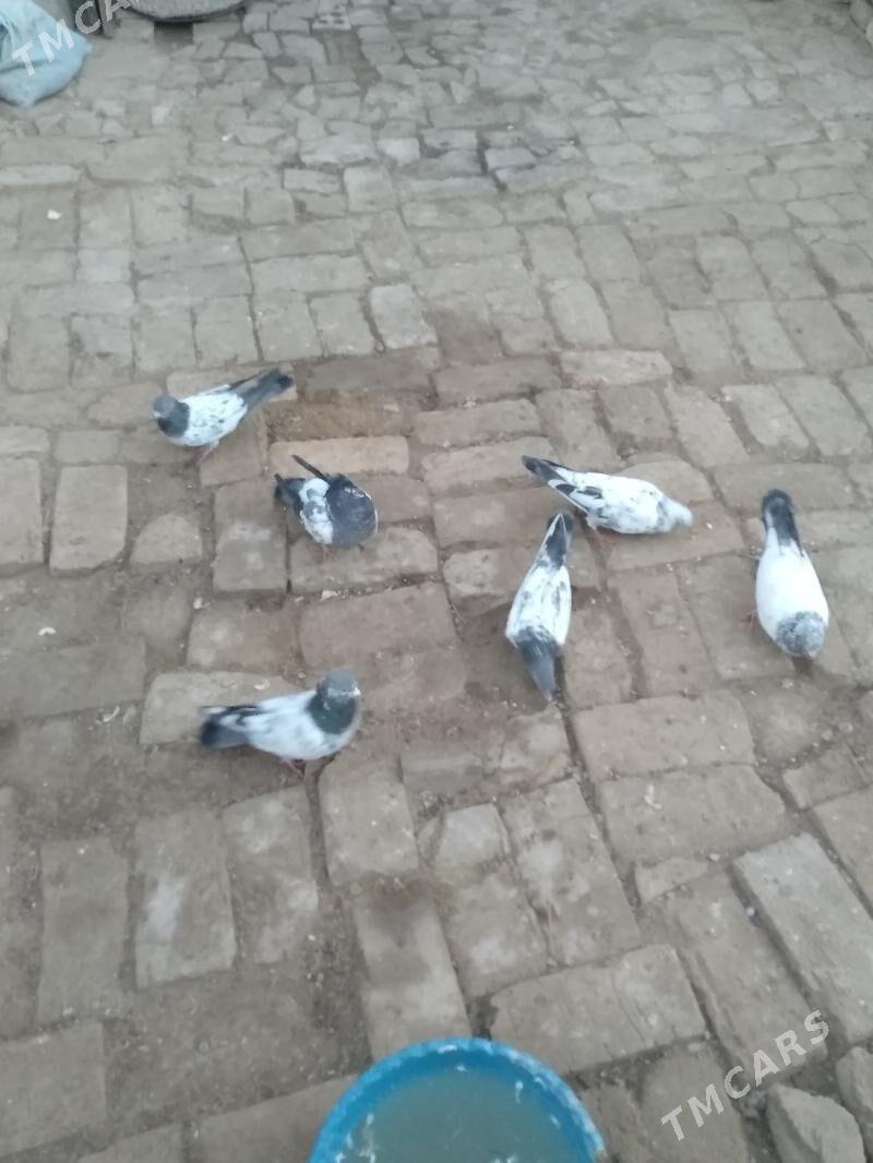 kepter - Türkmenabat - img 3