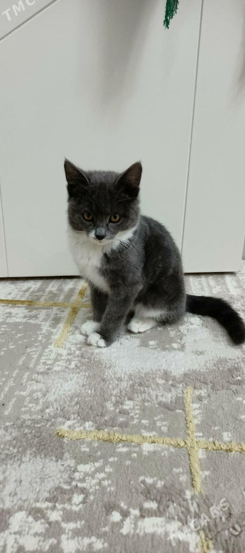 piśik - Аркадаг - img 3