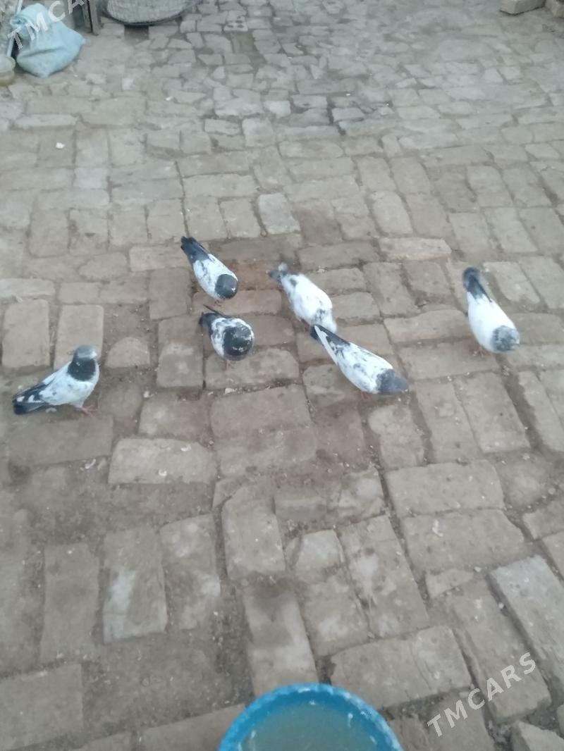 kepter - Türkmenabat - img 4