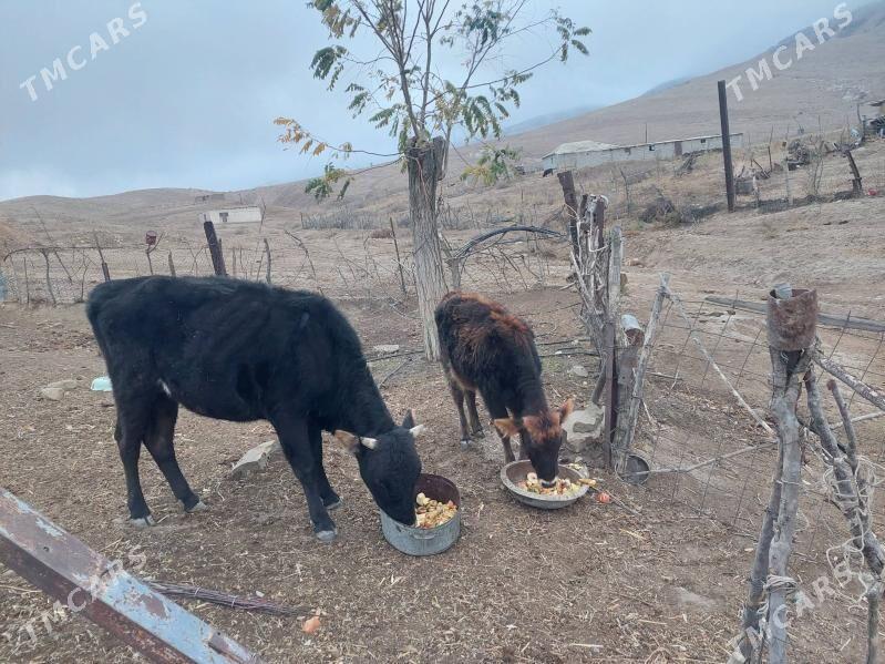 tuwe - Бахарден - img 2