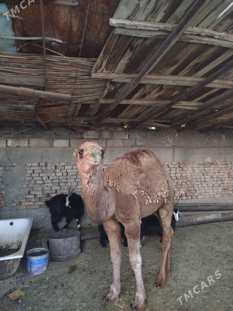 torum - Gumdag - img 2