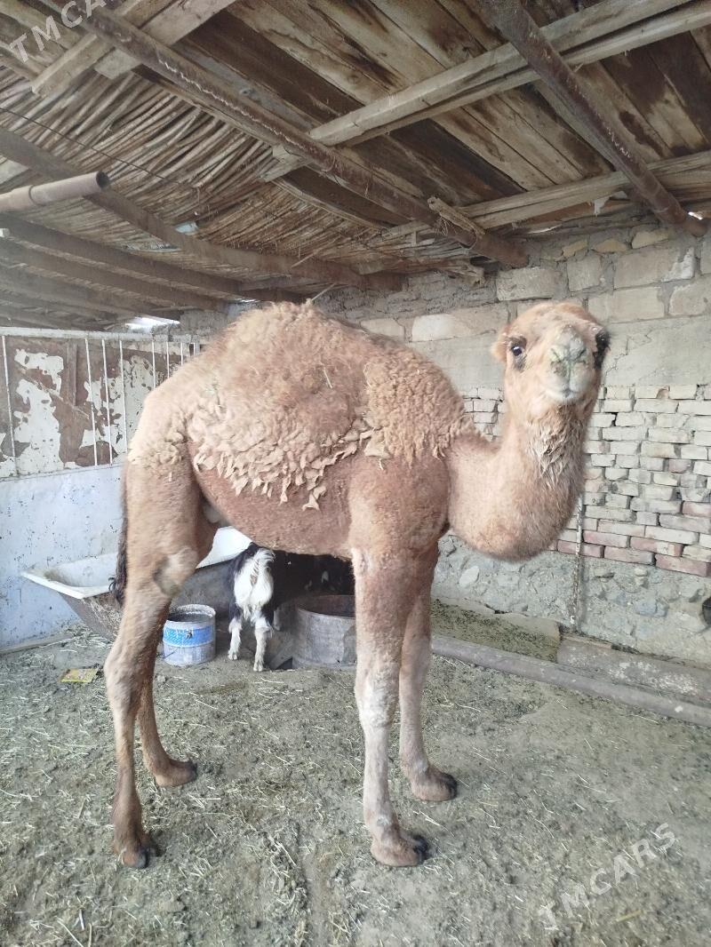 torum - Gumdag - img 3