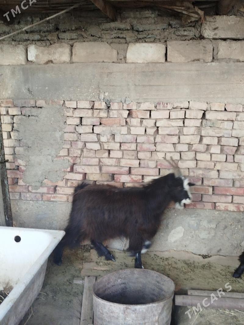 geçi - Гумдаг - img 2