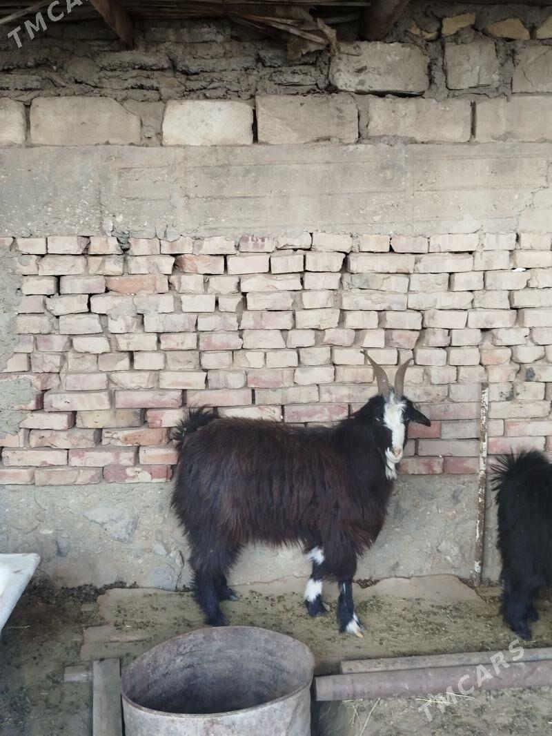 geçi - Гумдаг - img 1