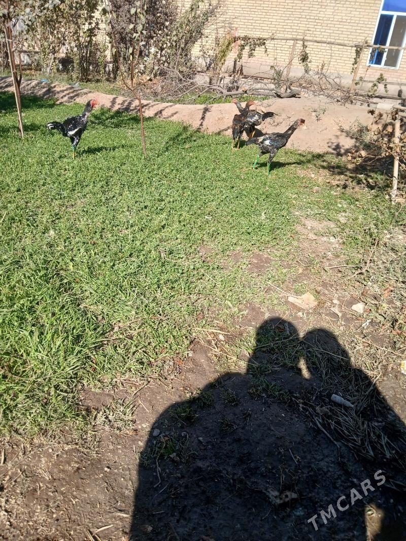 bayes horaz - Дянев - img 1