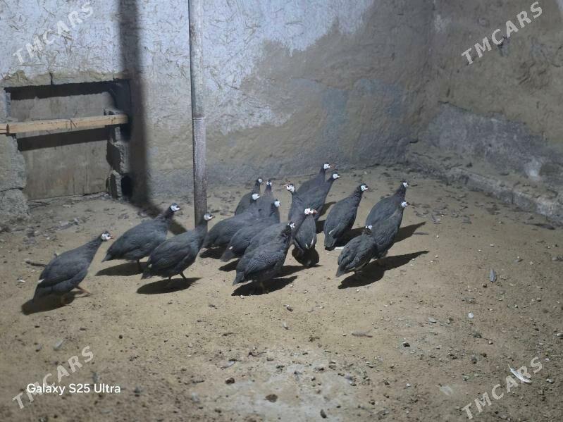 sisarka kakilik - Ашхабад - img 2