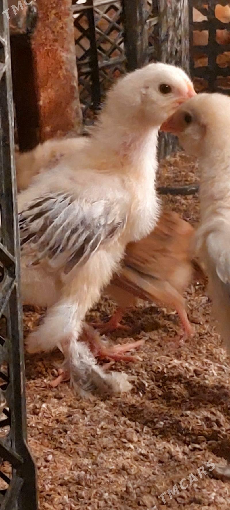 jüje - Теджен - img 3