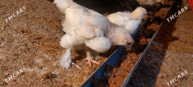 jüje - Теджен - img 2