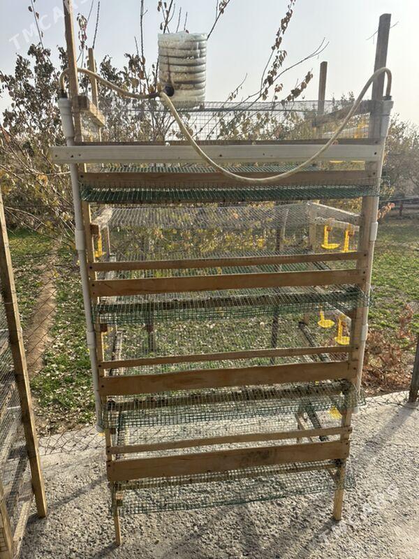 bedene ketek - Сейди - img 2