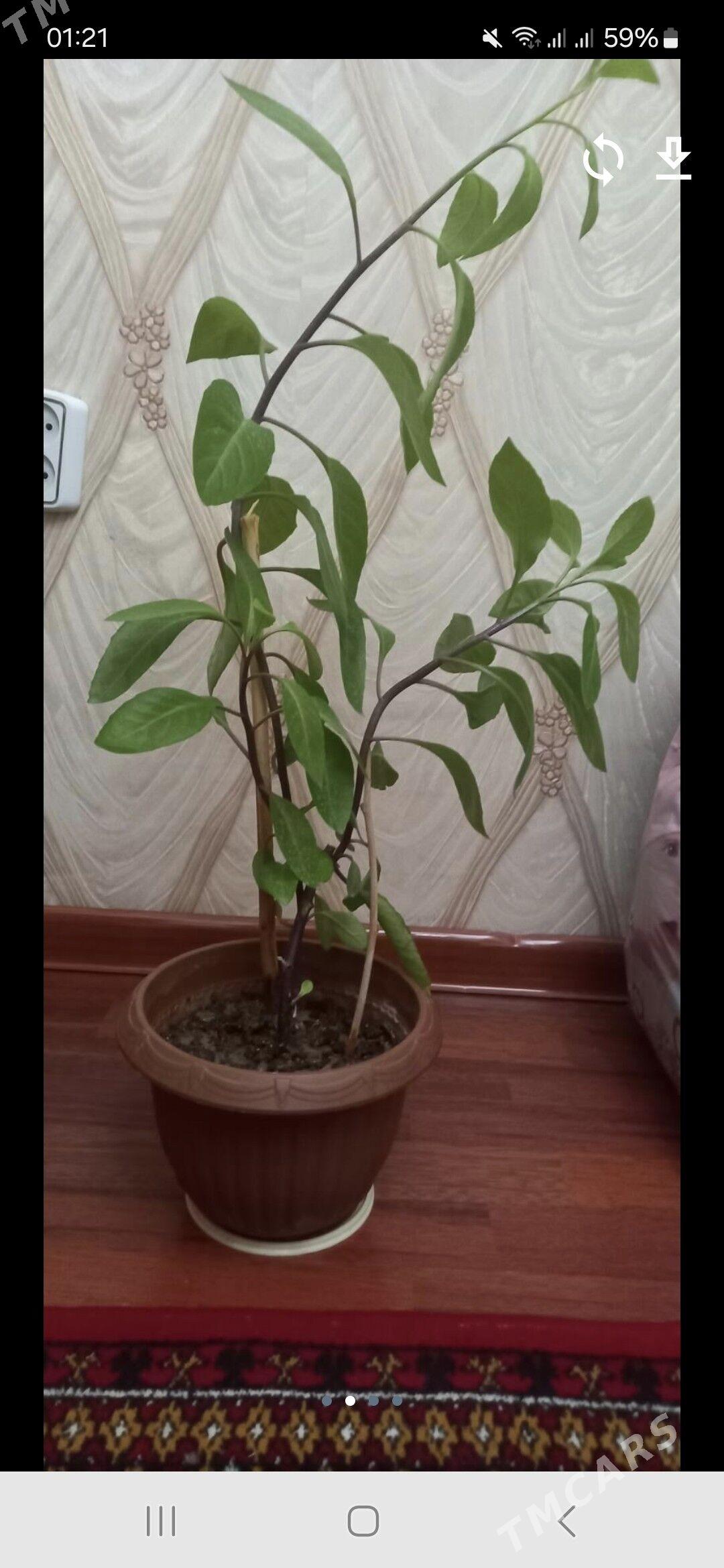 otag gul - Aşgabat - img 4