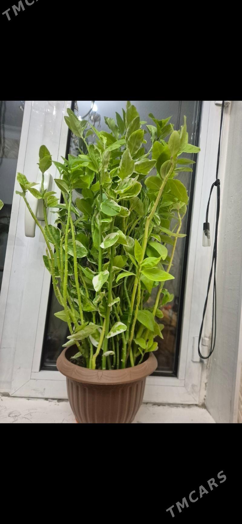 otag gul - Aşgabat - img 1