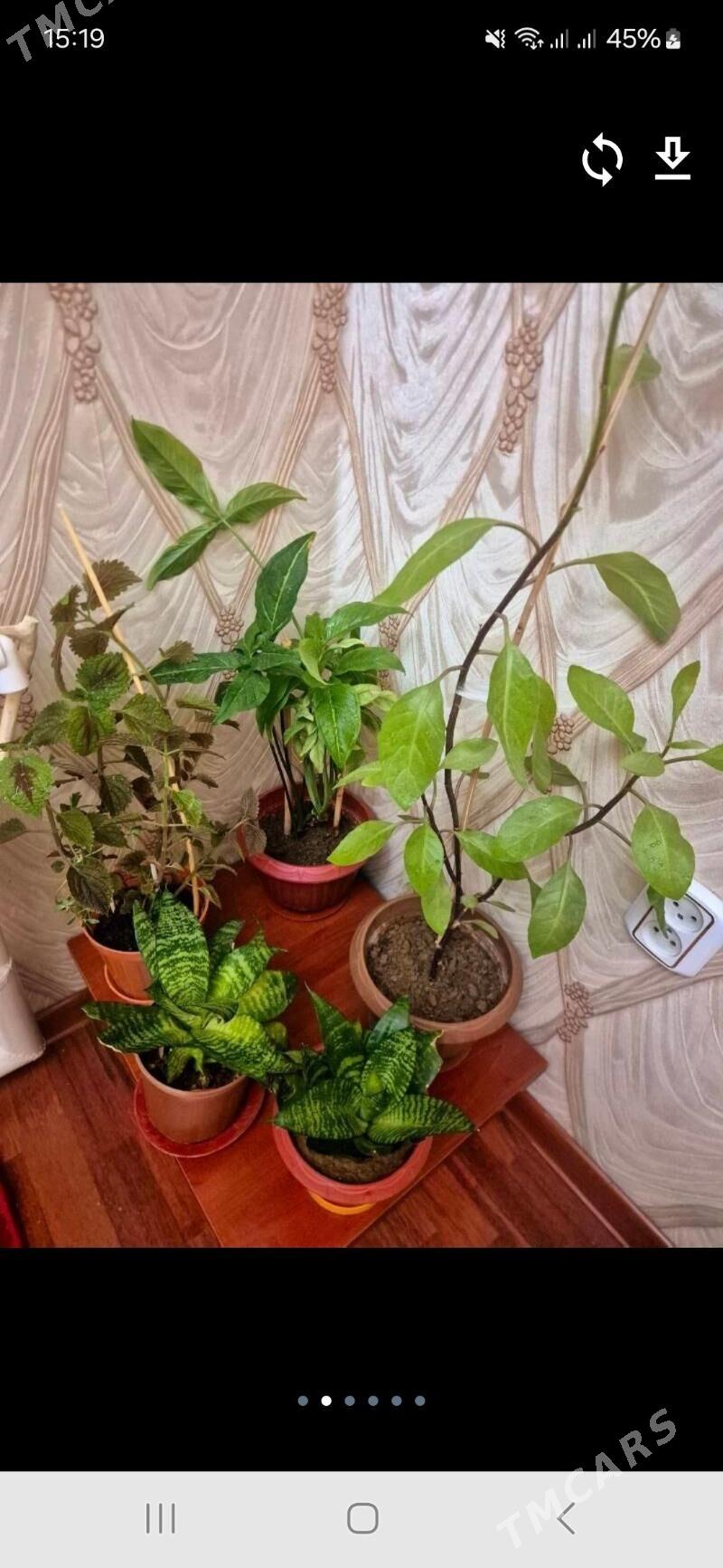 otag gul - Aşgabat - img 2