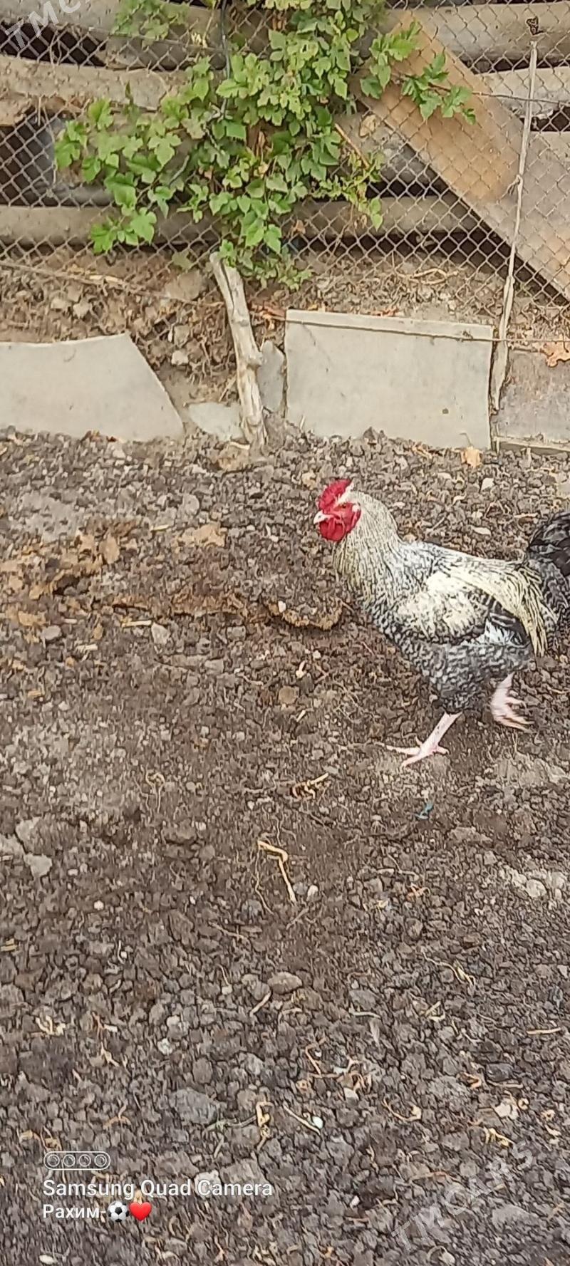 Gigant horaz - Türkmenabat - img 4