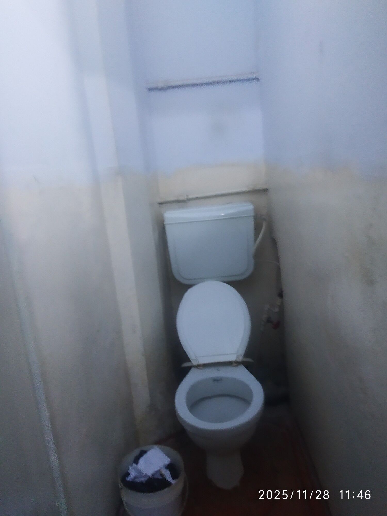 Satlyk jay - Mary - img 2