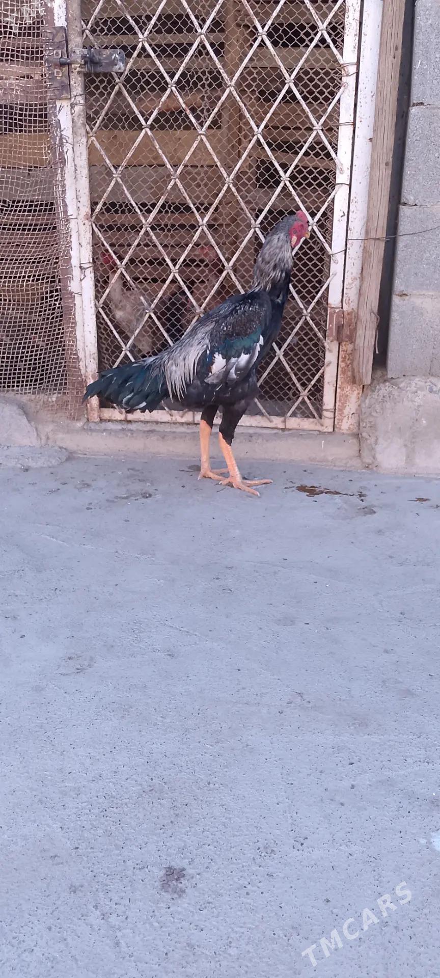 Taşkent - Bäherden - img 4