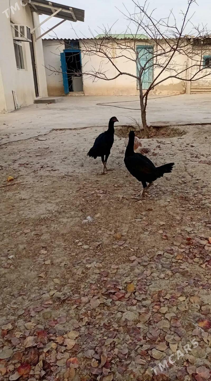 taskent towuk - Türkmenbaşy - img 5