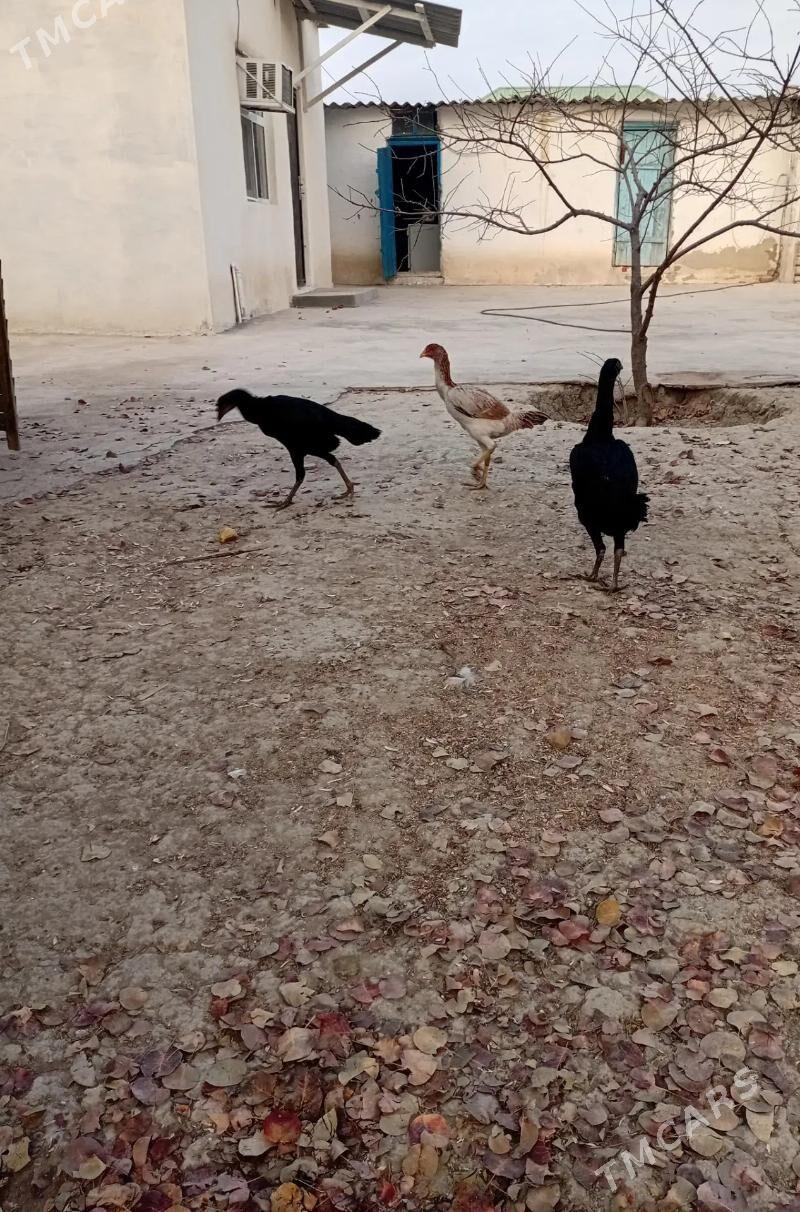 taskent towuk - Türkmenbaşy - img 4
