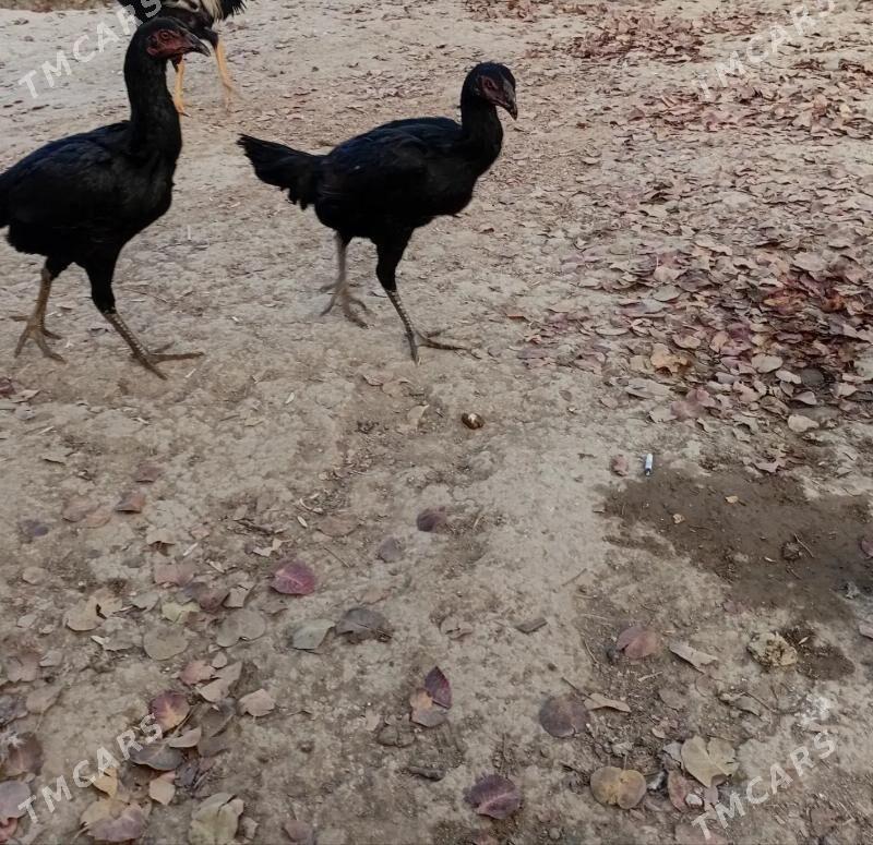 taskent towuk - Türkmenbaşy - img 3