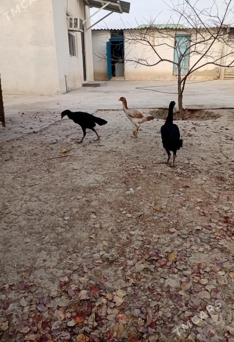 taskent towuk - Türkmenbaşy - img 2