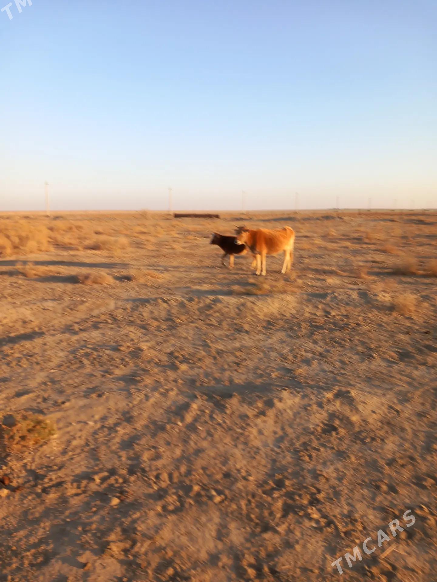 Sygyr - Эсенгулы - img 2