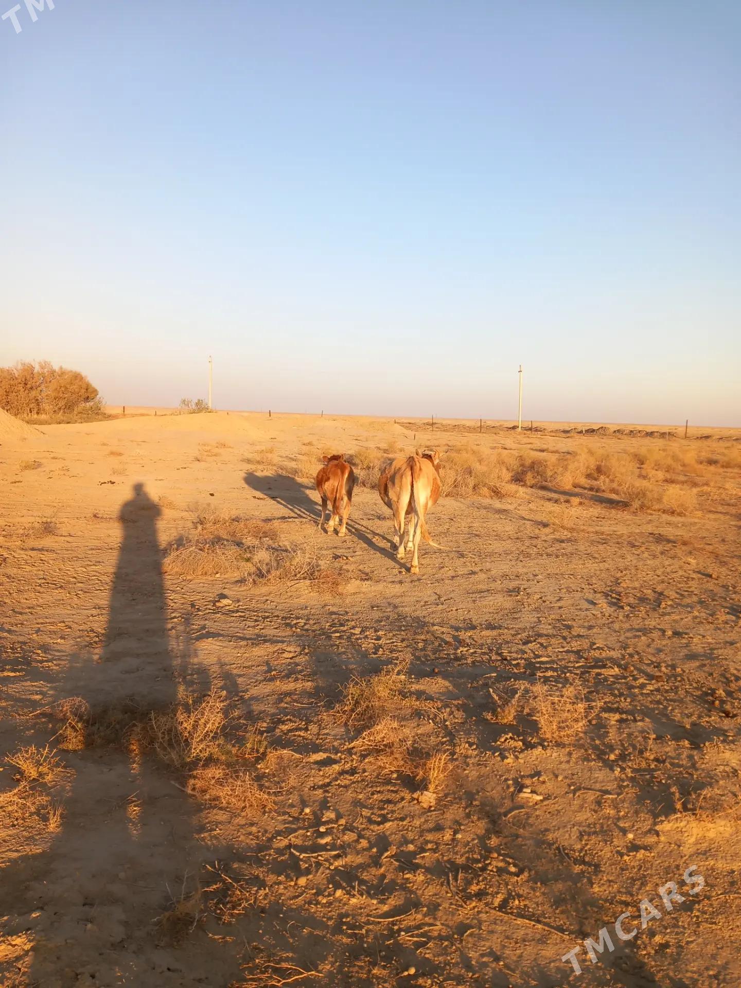 Sygyr - Эсенгулы - img 3