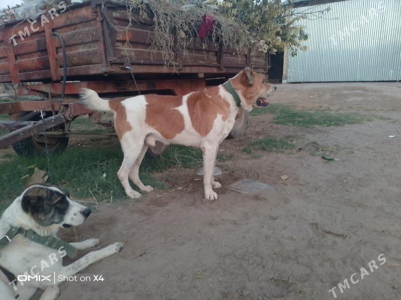 Türkmen alabay - Гарабекевюл - img 3