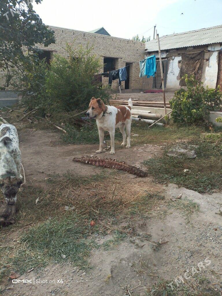 Türkmen alabay - Гарабекевюл - img 2