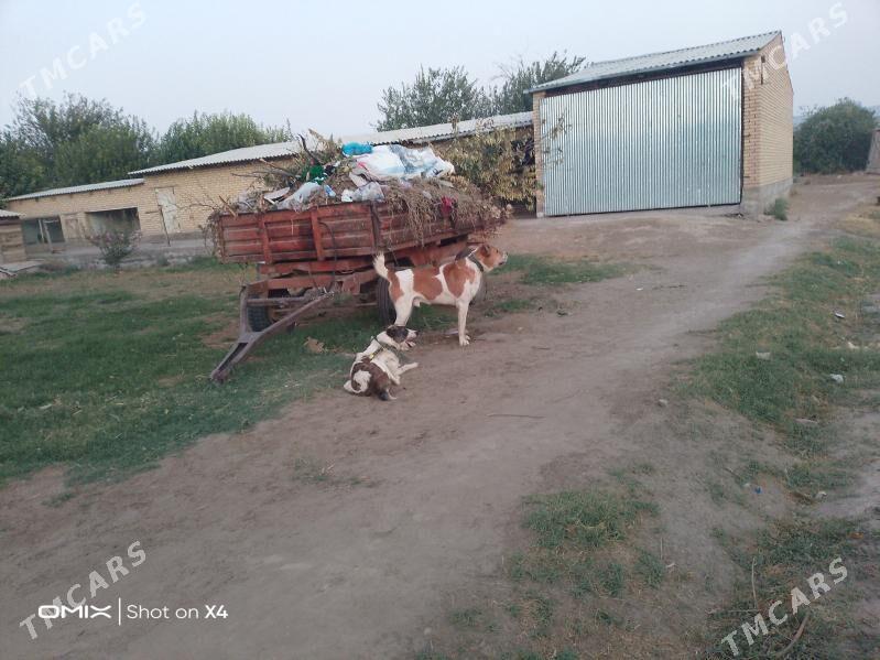 Türkmen alabay - Гарабекевюл - img 5