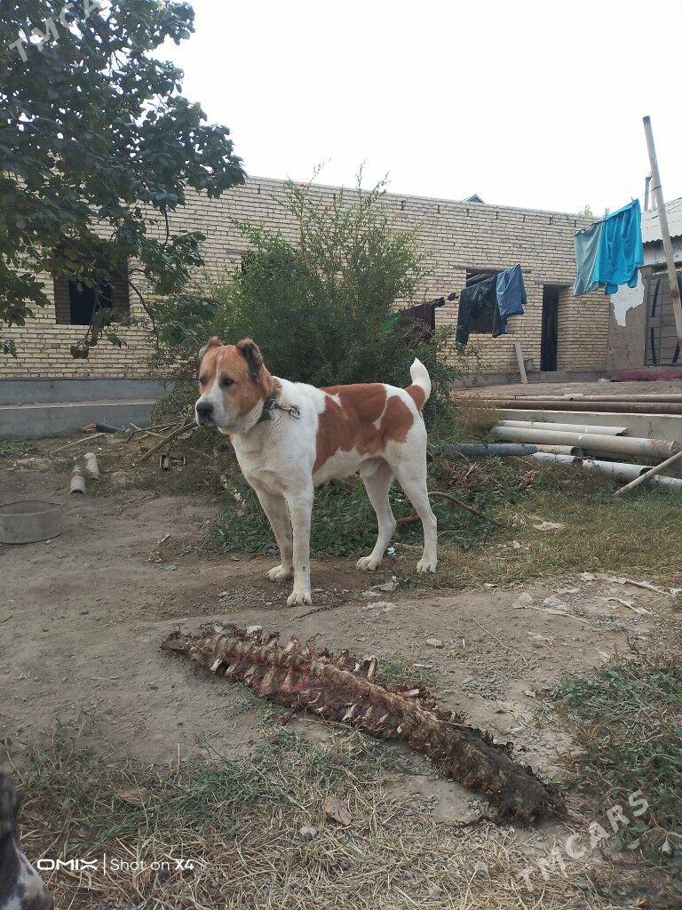 Türkmen alabay - Гарабекевюл - img 1