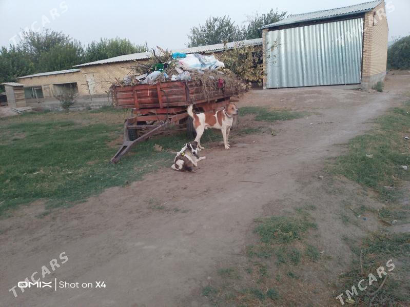 Türkmen alabay - Гарабекевюл - img 4