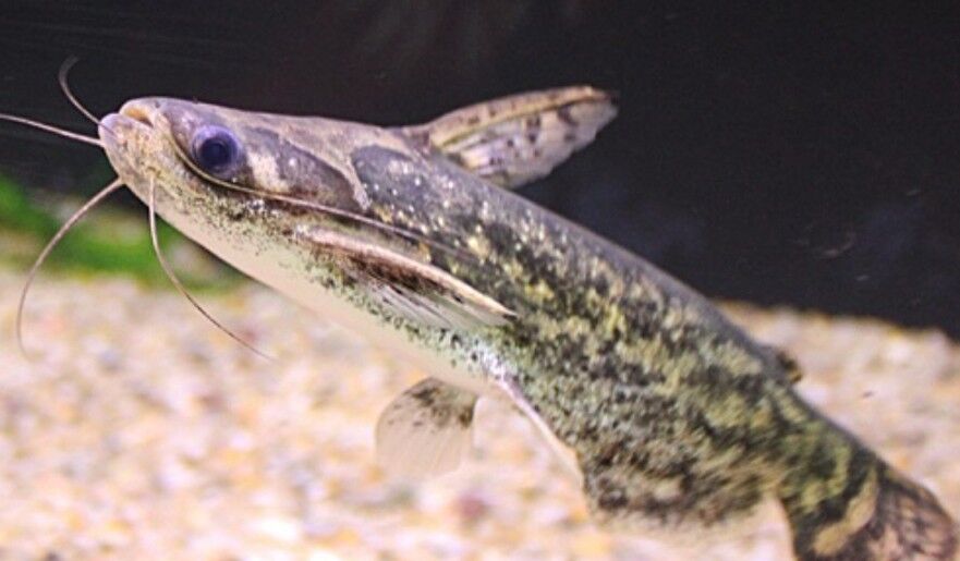 Сом Буноцефал (Фишера) - Ашхабад - img 3