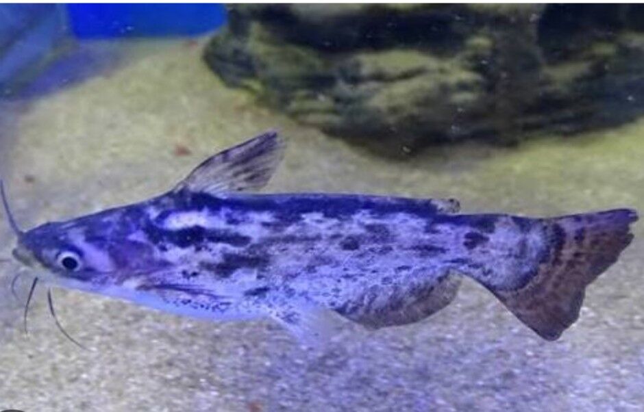 Сом Буноцефал (Фишера) - Ашхабад - img 2