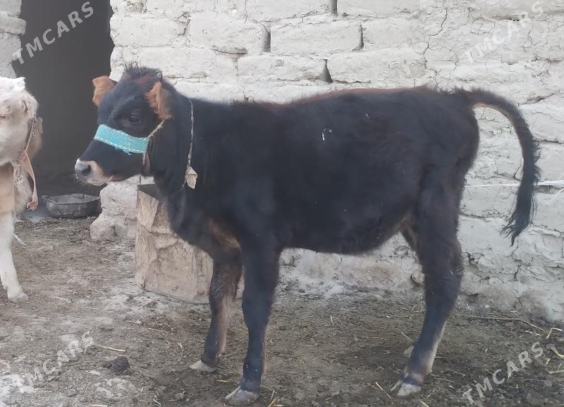 gòle tùwe - Гызыларбат - img 2